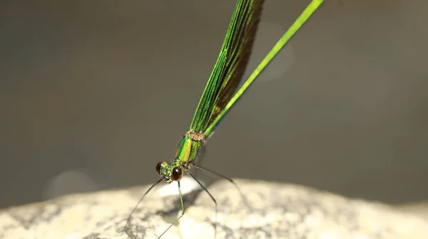 Tiro Macro Uma Libélula — Fotografia de Stock