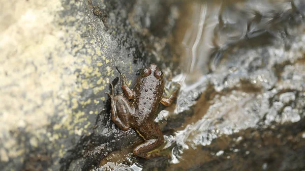 Frog on the wet ground