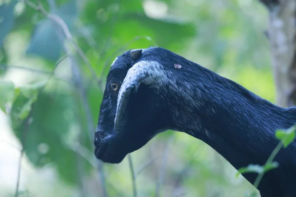 Goat at village Home India