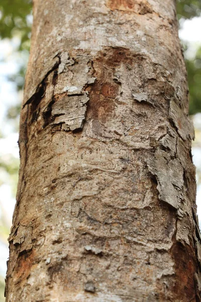 Tree Trunk Texture Macro Shot — Stock Photo, Image