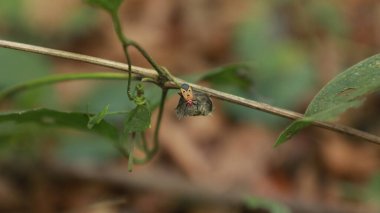 Ayurveda Ağaç Gövdesi Dokusu