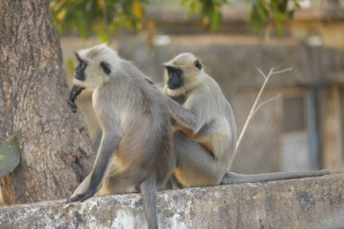 Gray Langur on the wall