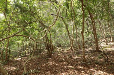 Ayurveda Ağaç Gövdesi Dokusu
