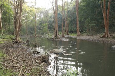 Hint Ormanındaki Ağaçlar