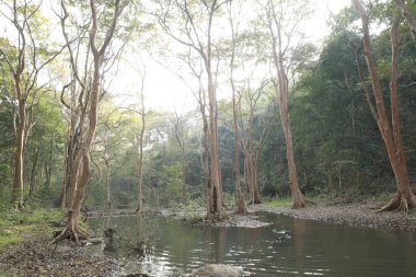 Hint Ormanındaki Ağaçlar