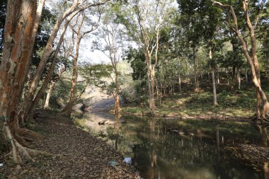 Hint Ormanındaki Ağaçlar