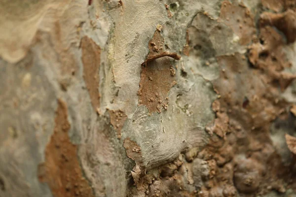 Makroaufnahme Der Baumstammtextur — Stockfoto