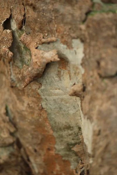 Tree Trunk Texture Macro Shot — Stock Photo, Image