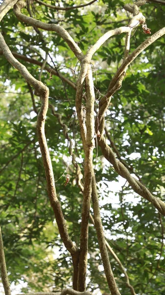 Textura Del Tronco Del Árbol Ayurveda — Foto de Stock