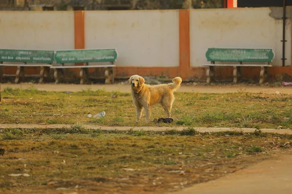 Dog at rural area