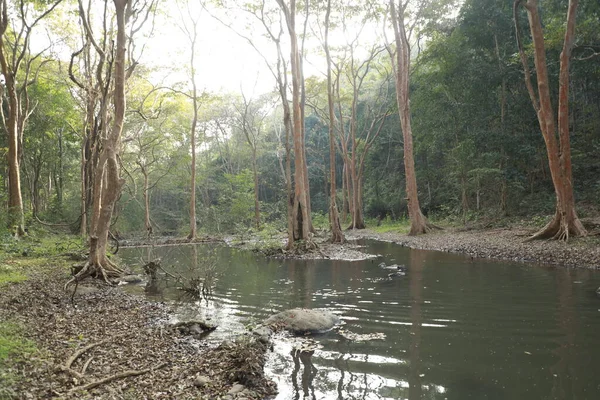 Ayurveda Ağaç Gövdesi Dokusu