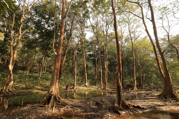 Trees Indian Forest — Photo