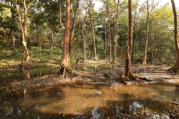 Trees in the Indian Forest