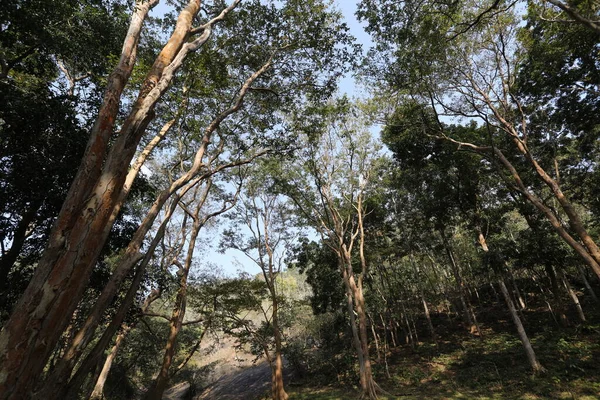 Trees Indian Forest — Fotografia de Stock