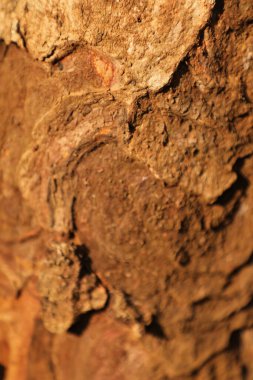 Ağaç Gövdesi deseni makro çekim