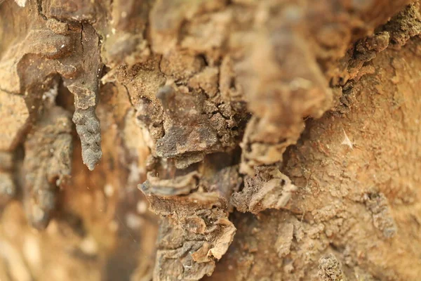 Arbre Tronc Texture Macro Shot — Photo