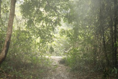 Hint Ormanındaki Ağaçlar