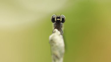 Bir yusufçuğun makro görüntüsü