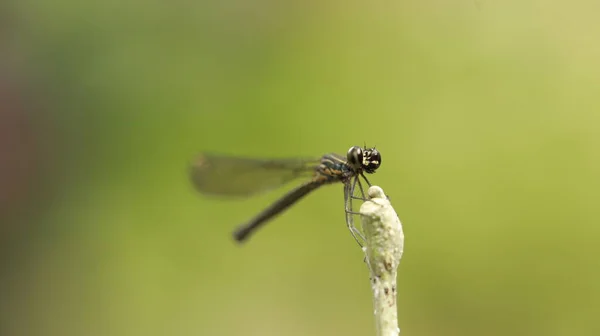 Macro Shot Van Een Libelle — Stockfoto