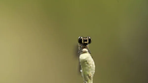 Makro Laukaus Sudenkorento — kuvapankkivalokuva