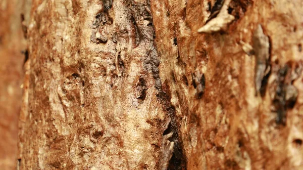 木の幹のテクスチャマクロショット — ストック写真
