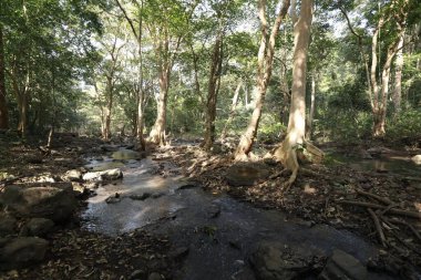 Ormandaki yosunlu kayaların arasından akan su