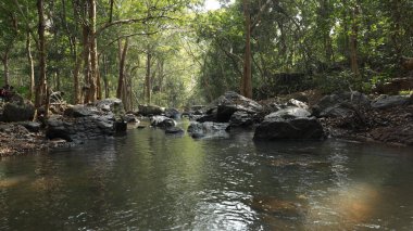 Ormandaki yosunlu kayaların arasından akan su