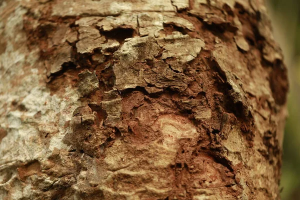 Tree Trunk Texture Macro Shot — Stock Photo, Image