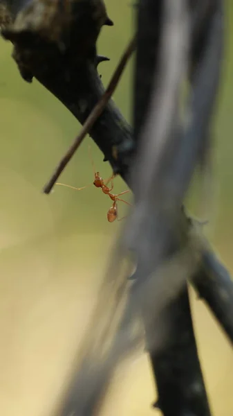Red Ants Macro Shot — ストック写真