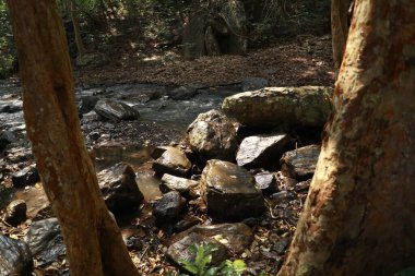 Ormandaki yosunlu kayaların arasından akan su