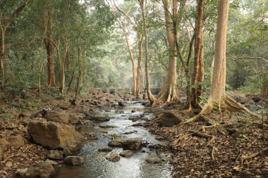 Ormandaki yosunlu kayaların arasından akan su