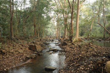 Ormandaki yosunlu kayaların arasından akan su