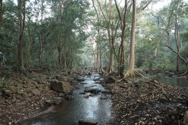 Ormandaki yosunlu kayaların arasından akan su