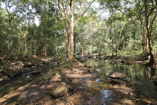 Água Corrente Através Rochas Musgosas Floresta — Fotografia de Stock