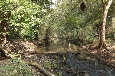 Ormandaki yosunlu kayaların arasından akan su