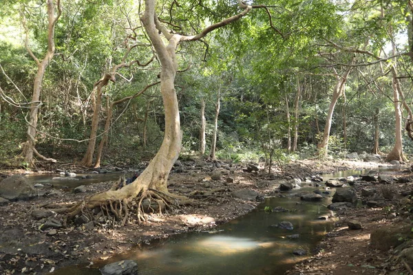 Água Corrente Através Rochas Musgosas Floresta — Fotografia de Stock