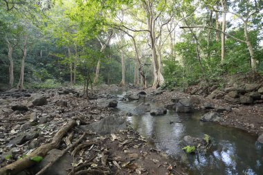 Ormandaki yosunlu kayaların arasından akan su