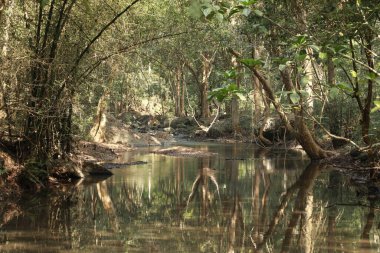 Ormandaki yosunlu kayaların arasından akan su
