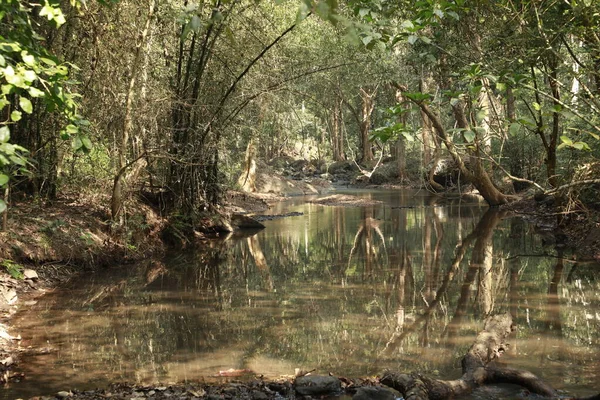 Вода Біжить Крізь Моховинні Скелі Лісі — стокове фото