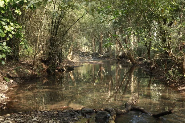 Água Corrente Através Rochas Musgosas Floresta — Fotografia de Stock