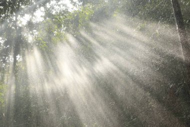 Hindistan Ormanı 'na yağmur yağıyor.