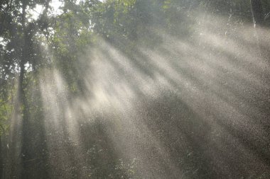 Hindistan Ormanı 'na yağmur yağıyor.