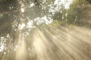 Güneş Ağaçların Arasında Işınlar