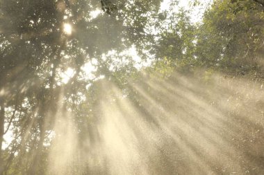 Güneş Ağaçların Arasında Işınlar