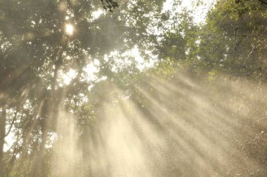 Güneş Ağaçların Arasında Işınlar