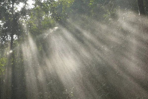 Rain in the Forest India