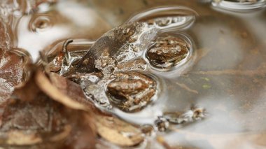 Bulanık Su Dokusunu Özetle