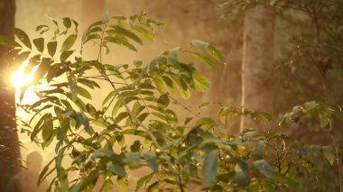 Güneş Ağaçların Arasında Işınlar