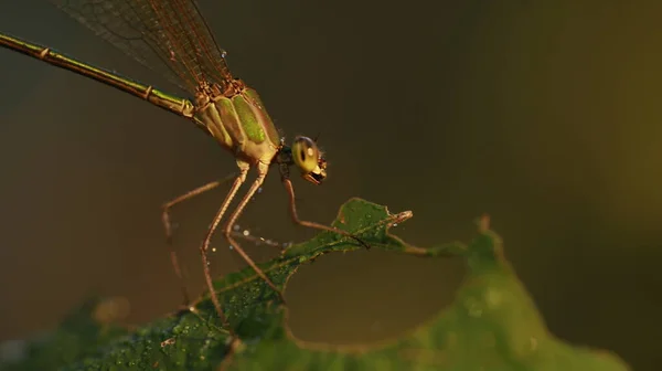 Macro Shot Van Een Libelle — Stockfoto