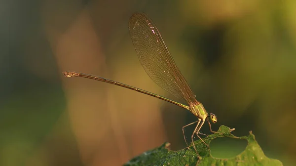 Makroaufnahme Einer Libelle — Stockfoto